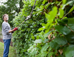 Hedge Trimming from Top Gardening Services