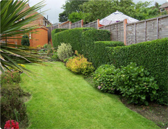 Garden from Top Gardening Services