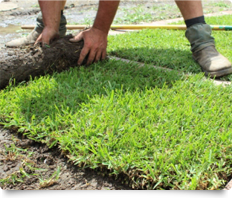 turf_laying